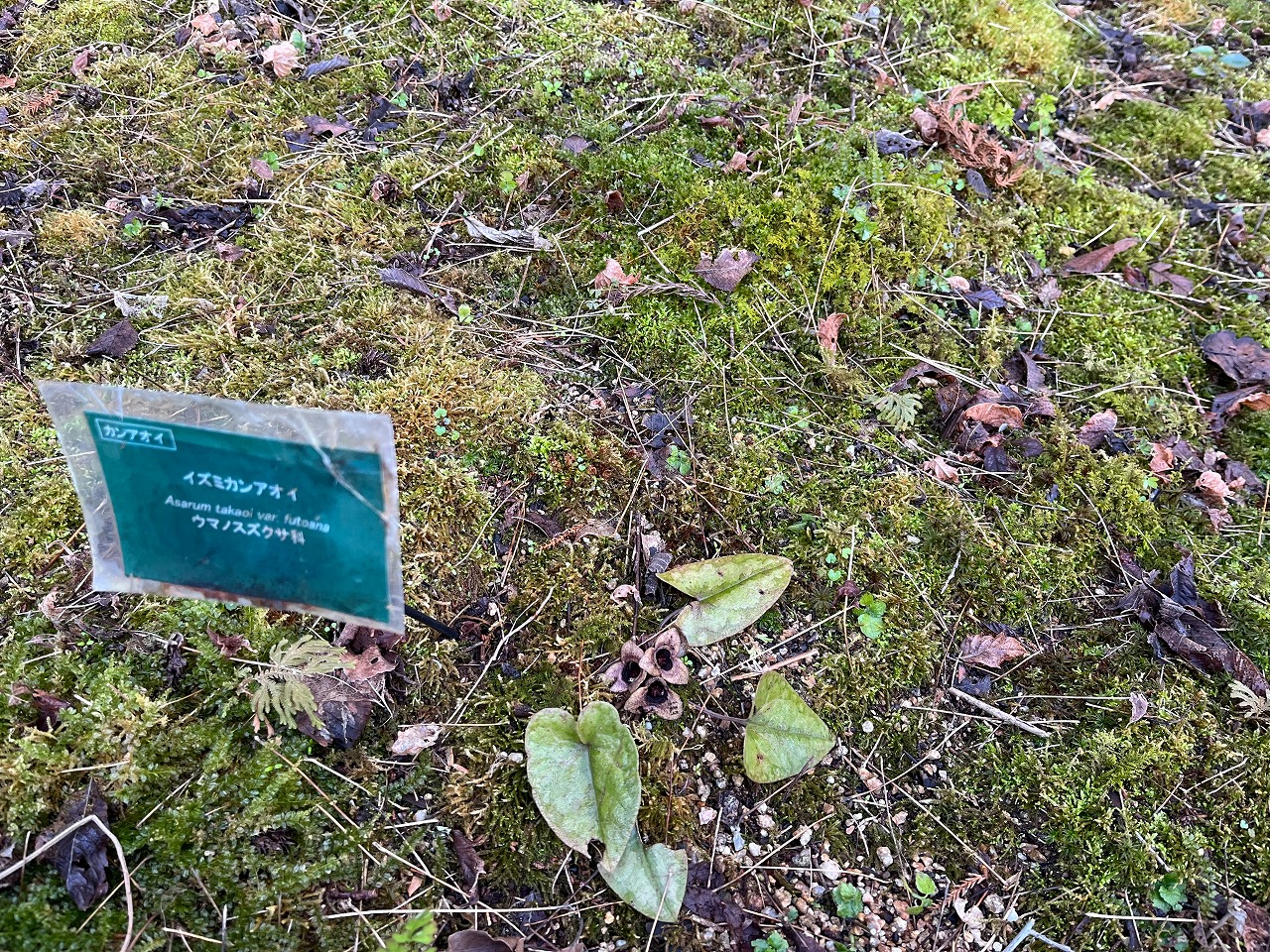 イズミカンアオイ